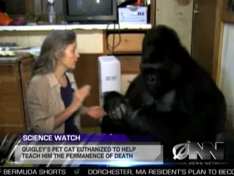 Youtube: Scientists Successfully Teach Gorilla It Will Die Someday