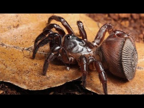 Youtube: Cyclocosmia Ricketti ( Chinese hourglass spider ) Unpacking