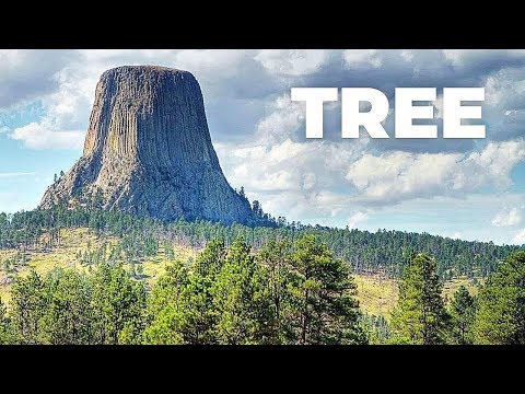 Youtube: Die höchsten Bäume der Welt | Was ist mit ihnen passiert?