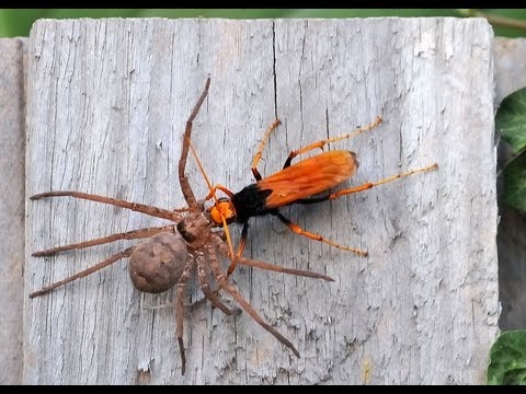 Youtube: AVISPA ROJA VS ARAÑA GIGANTE - Dr. Creepy