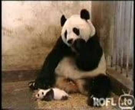 Youtube: Panda niest und erschreckt seine Mutter^^
