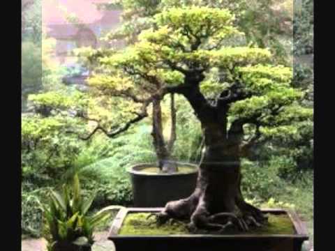Youtube: Bohdi Sanders - Japanese Garden Meditation