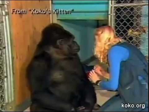 Youtube: Koko the Gorilla Cries Over the Loss of a Kitten