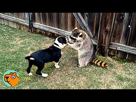 Youtube: Raccoon Climbs On a Pit Bull, The Dog Just Doesn't Care | Cuddle Buddies
