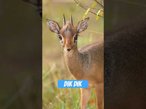 Youtube: Dik-Dik – das Pokémon der Savanne