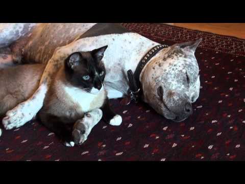 Youtube: Cat and Dog Cuddling. Pit Bull Sharky LOVES Snowshoe cat Max-Arthur