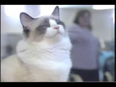 Youtube: Ideal Companion: Ragdoll Cat | Cat Breeding Videos