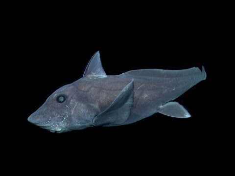 Youtube: The pointy-nosed blue ratfish Hydrolagus trolli