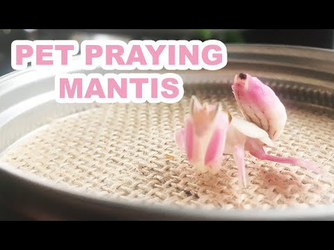 Youtube: Pet Praying Mantis!