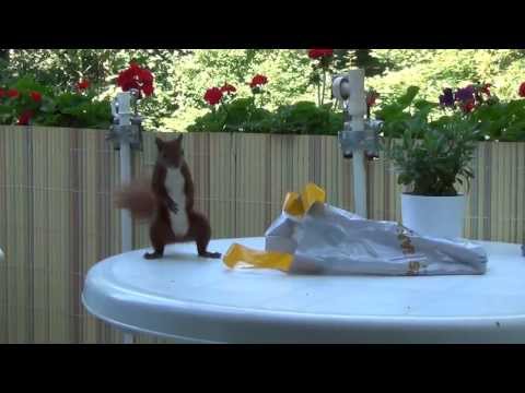 Youtube: Eichhörnchen stürmen Hamburger Balkon