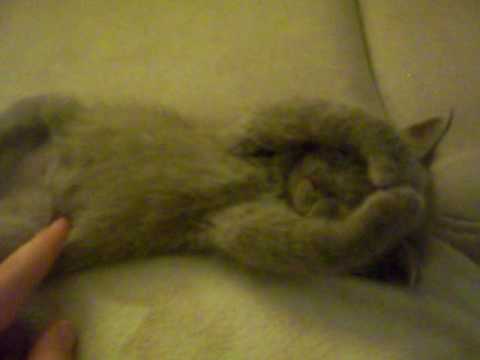 Youtube: Cute dreaming kitty (Original!!)