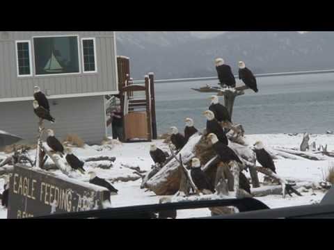 Youtube: Bald Eagles in Homer, Alaska