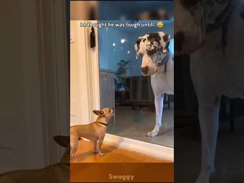 Youtube: he thought he was tough untill 😅 #shorts #love