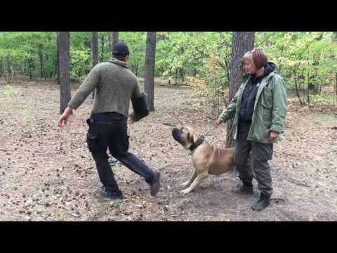Youtube: The first test before the start of protection training