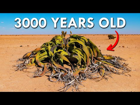Youtube: Welwitschia: One Of The Oldest Living Plants In The World