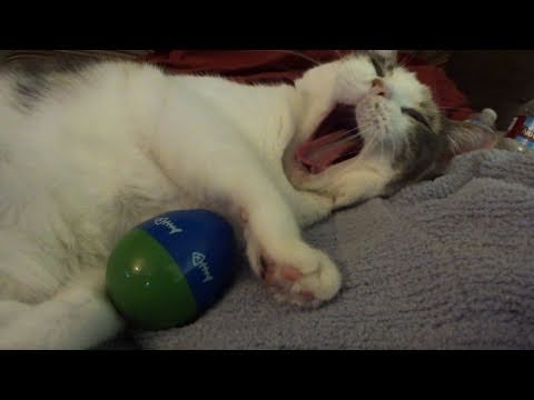 Youtube: Cat wants Easter Egg!