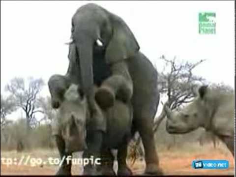 Youtube: zhest slon trahnul nosaroga