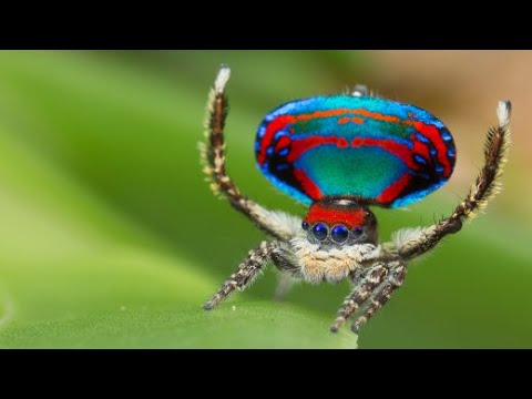 Youtube: Peacock Spider: Die wohl niedlichste Spinne der Welt | DER SPIEGEL