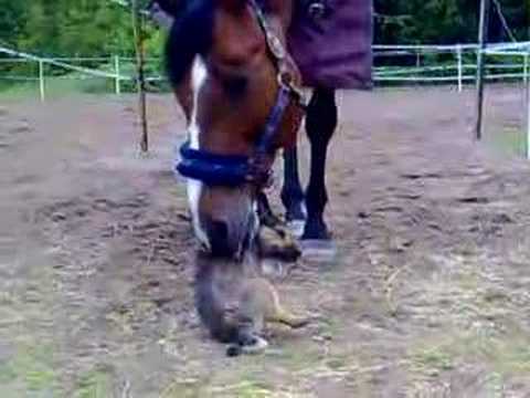 Youtube: Horse and dog cuddle!