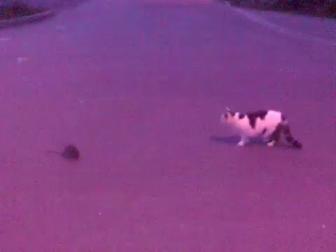 Youtube: Ratte macht Katze platt (Rat vs Cat, Cat loses)