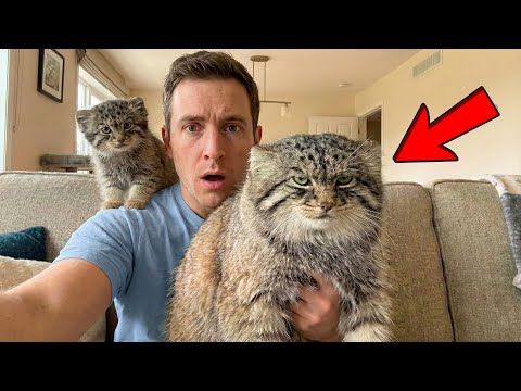 Youtube: Rescuing a Manul Kitten From the Rocks – A Wild Cat’s Journey to a Quiet, Free Life