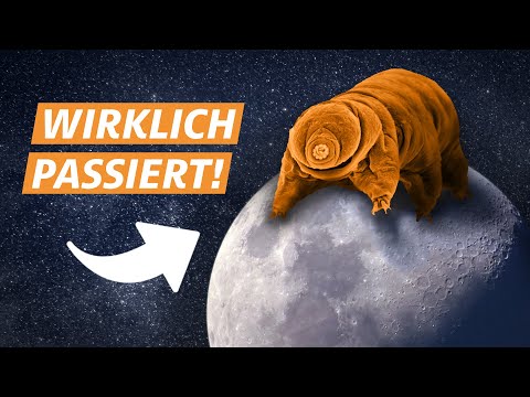 Youtube: Wie 1.000 Bärtierchen den Mond eroberten