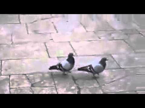 Youtube: Tauben Tanz