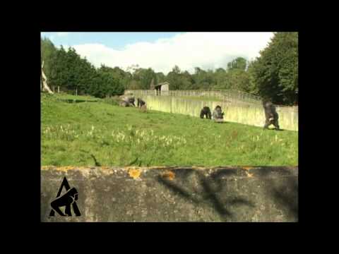 Youtube: Gorilla Walks Like A Man!