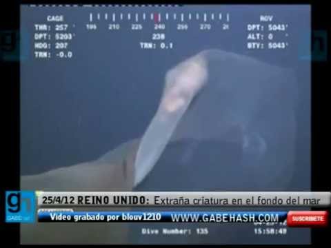 Youtube: Strange Creature Found In The Bottom Of The Sea