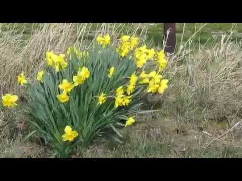 Youtube: Die Osterglocken laeuten im Sturm - Wind ..................