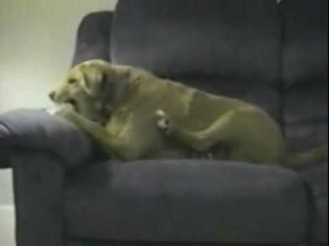 Youtube: Dümmster Hund der Welt