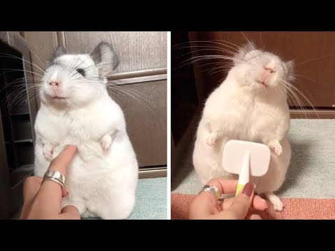 Youtube: Adorable Chinchilla Loves Being Brushed