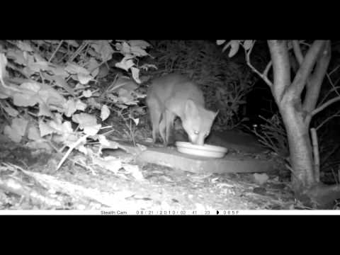 Youtube: Unidentified animal attacks fox in garden captured on stealth cam prowler HD