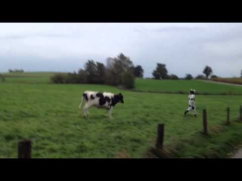 Youtube: Kühe jagen Mann im Kuhkostüm