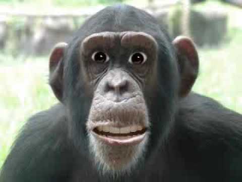 Youtube: Bananen Lied