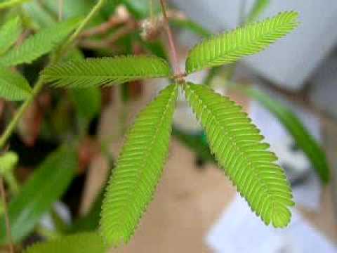 Youtube: Mimose, die Bewegungsfreiheit einer Pflanze