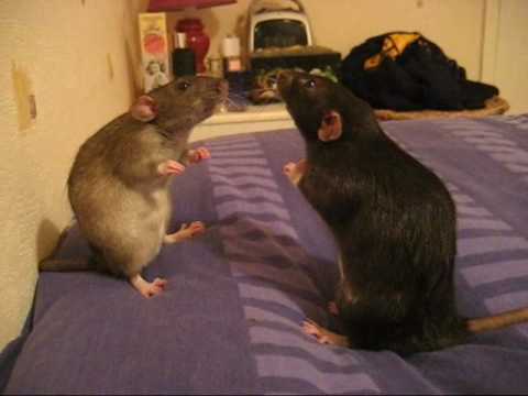 Youtube: Rat Staring Contest With Background Music