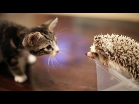 Youtube: KITTEN MEETS HEDGEHOG