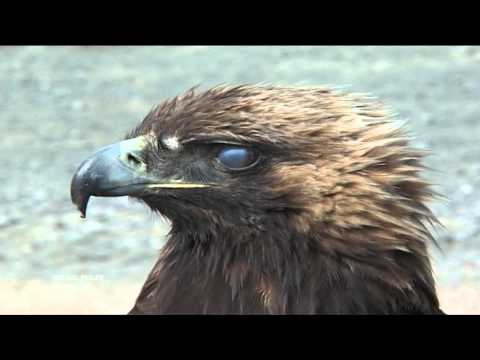 Youtube: Golden Eagle Attacks A Boy
