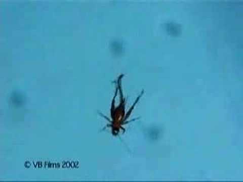 Youtube: cricket infected with parasitic worm, commits suicide