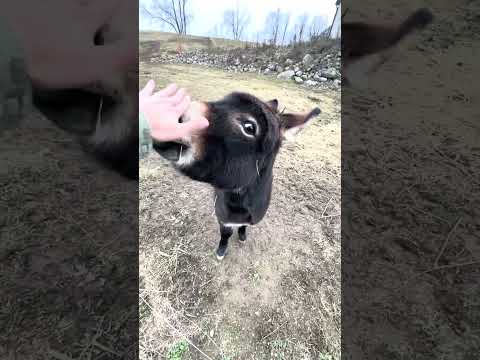 Youtube: Happy Henry The Donkey Loves His Owner! 🫏🥺