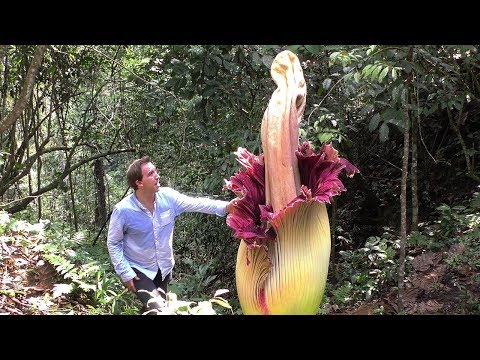 Youtube: World's BIGGEST Flowers! (World's Most Spectacular Plants episode 2 of 14)