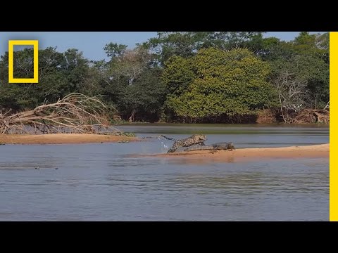 Youtube: Jaguar Attacks Crocodile Cousin (EXCLUSIVE VIDEO) | National Geographic