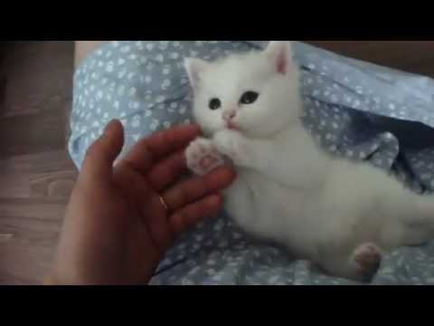 Youtube: Super cute kitten