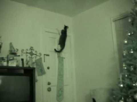 Youtube: Cat Chasing A Ghost? Ninja Cat