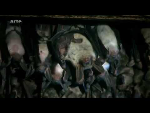 Youtube: Fledermäuse - Warte bis es dunkel wird - Arte - Teil 1 von 3