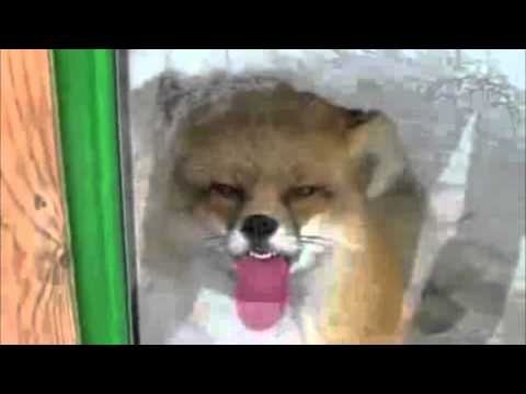 Youtube: Cute Fox Licking a Window