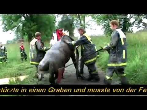 Youtube: Sturz in den Graben: Pferd von Hase erschreckt