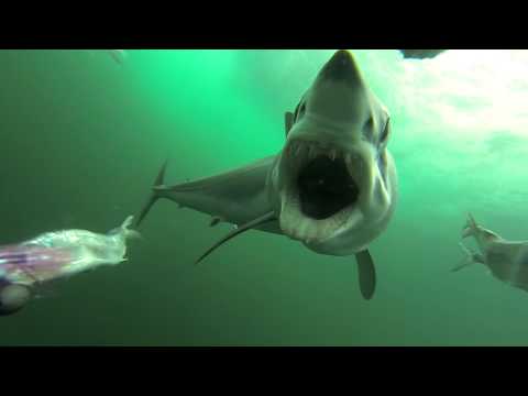 Youtube: Mako shark attacking a PelagicView dredge