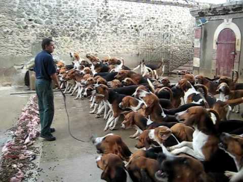 Youtube: Crazy feeding frenzy with the hounds at Chateau Cheverny